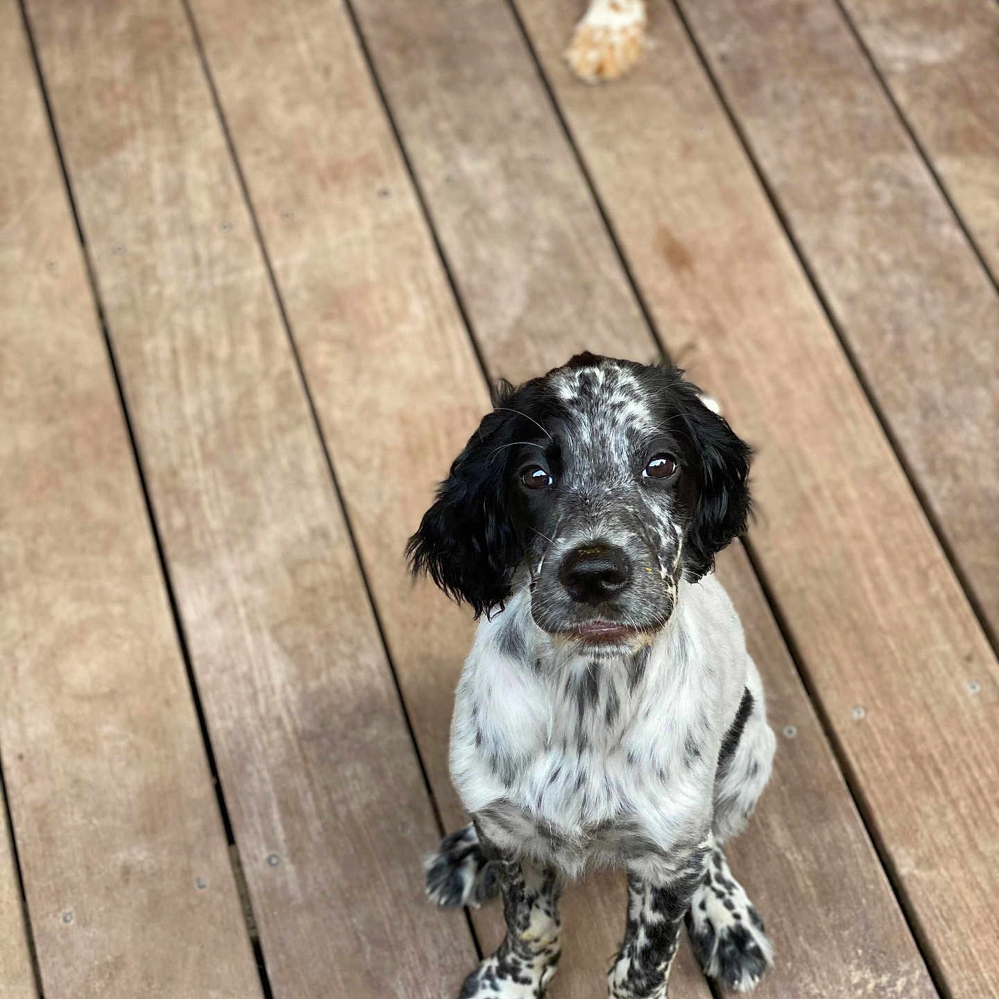 Soho participe au concours pour gagner de l'argent avec cette photo : animal, architecture, boardwalk, building, canine, cockerspaniel, deck, dog, hardwood, hound, house, housing, indoors, interiordesign, pet, plywood, pointer, porch, puppy, wood