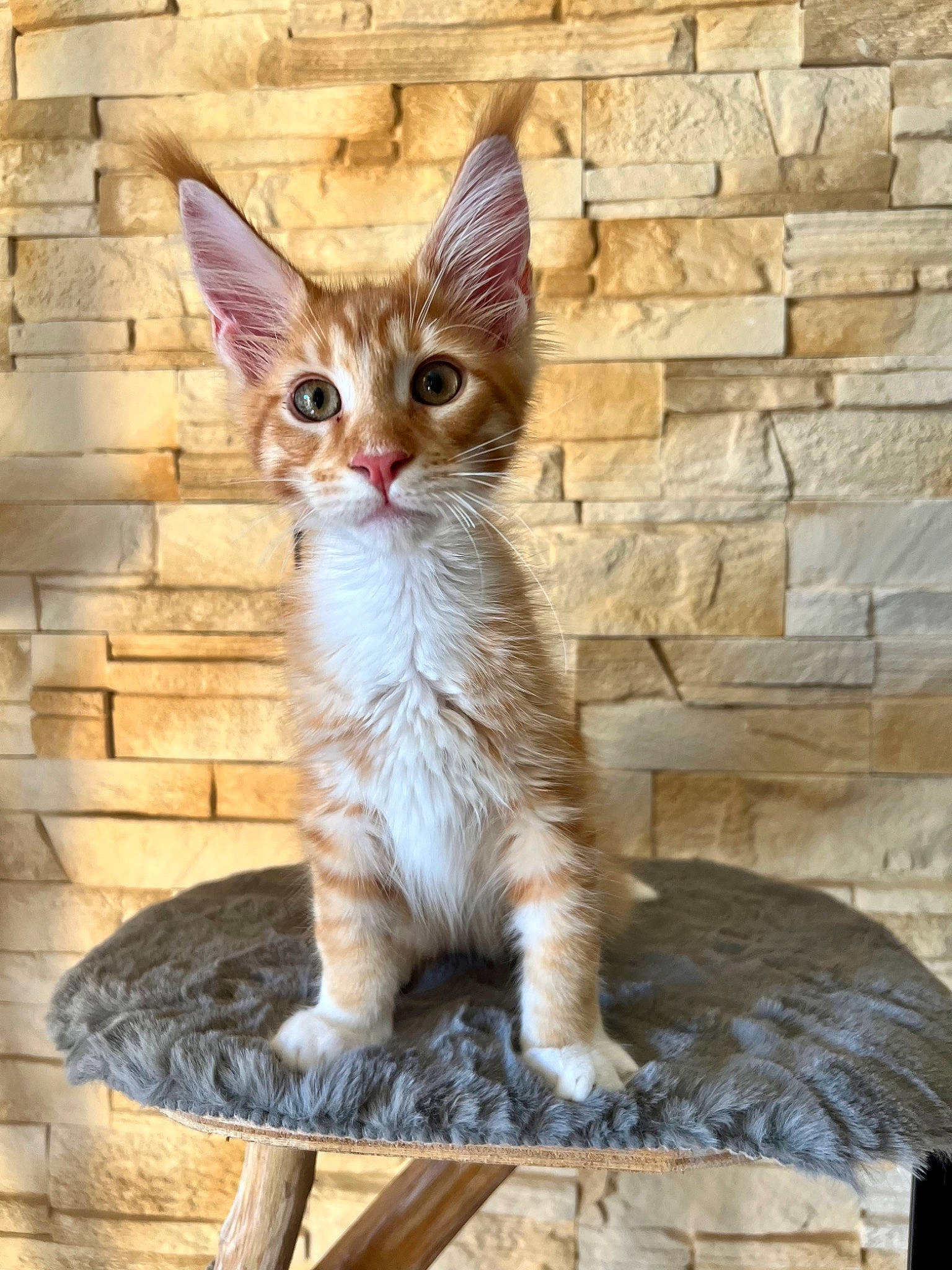 Tommy a rejoint le concours — aidez-le/la à gagner de superbes lots ! carnivore, cat, claw, domestic_short_haired_cat, fawn, felidae, fur, paw, photo_caption, sitting, small_to_medium_sized_cats, snout, tail, terrestrial_animal, whiskers, wildlife, wood