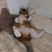 Bibou a rejoint le concours — aidez-le/la à gagner de superbes lots ! animal, blanket, cat, comfy, cozy, cute, feline, fur, home, indoor, lying_down, paws, pet, pillows, relaxed, resting, sleepy, tabby, tail, whiskers