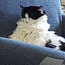 cat, fluffy, black_and_white, feline, pet, indoor, armchair, furniture, relaxed, sleeping, cozy, resting, whiskers, nose, ears, soft, home, domestic, cute, quiet