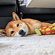 Snyckers a rejoint le concours — aidez-le/la à gagner de superbes lots ! animal, beagle, blanket, canine, dog, dogbed, goldenretriever, homedecor, hound, husky, indoors, interiordesign, person, pet, puppy, sleeping, snout