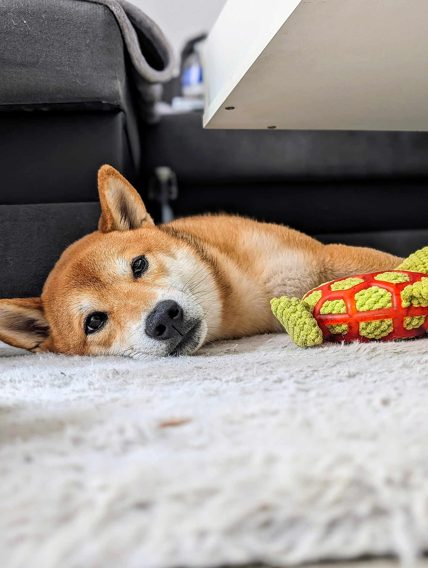 Snyckers a rejoint le concours — aidez-le/la à gagner de superbes lots ! animal, beagle, blanket, canine, dog, dogbed, goldenretriever, homedecor, hound, husky, indoors, interiordesign, person, pet, puppy, sleeping, snout