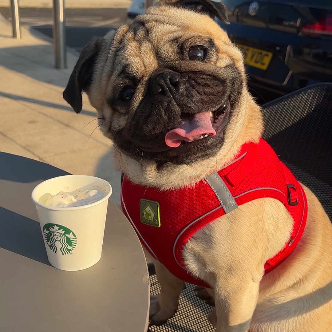 Bertie joined the competition — help win amazing prizes! animal, beverage, canine, car, coffee, coffeecup, cream, cup, dessert, disposablecup, dog, face, food, head, icecream, icing, pet, pug, transportation, vehicle