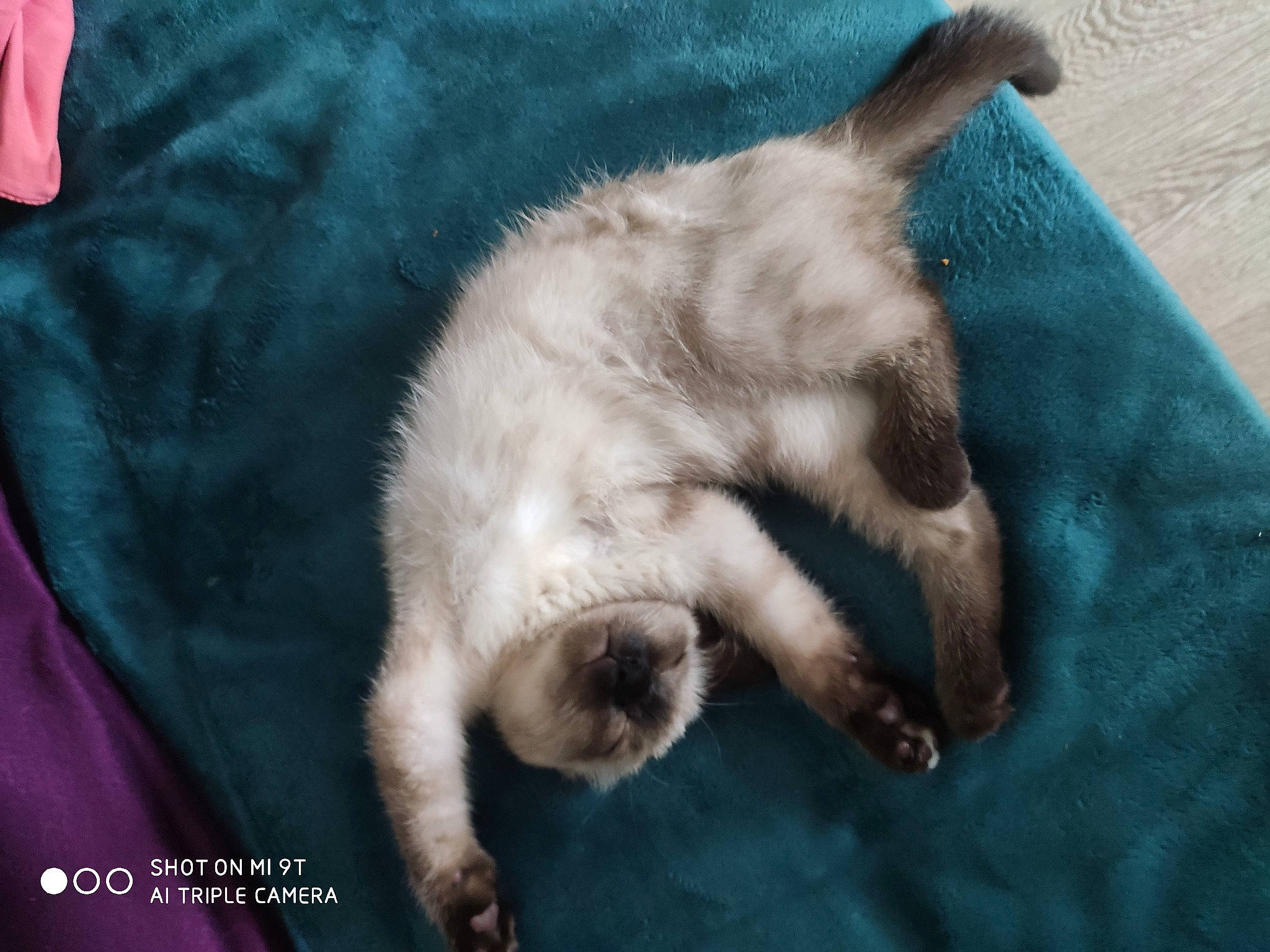 Ruby a rejoint le concours — aidez-le/la à gagner de superbes lots ! balinese, birman, carnivore, cat, claw, fawn, felidae, fur, mammal, paw, ragdoll, siamese, small_to_medium_sized_cats, tail, thai