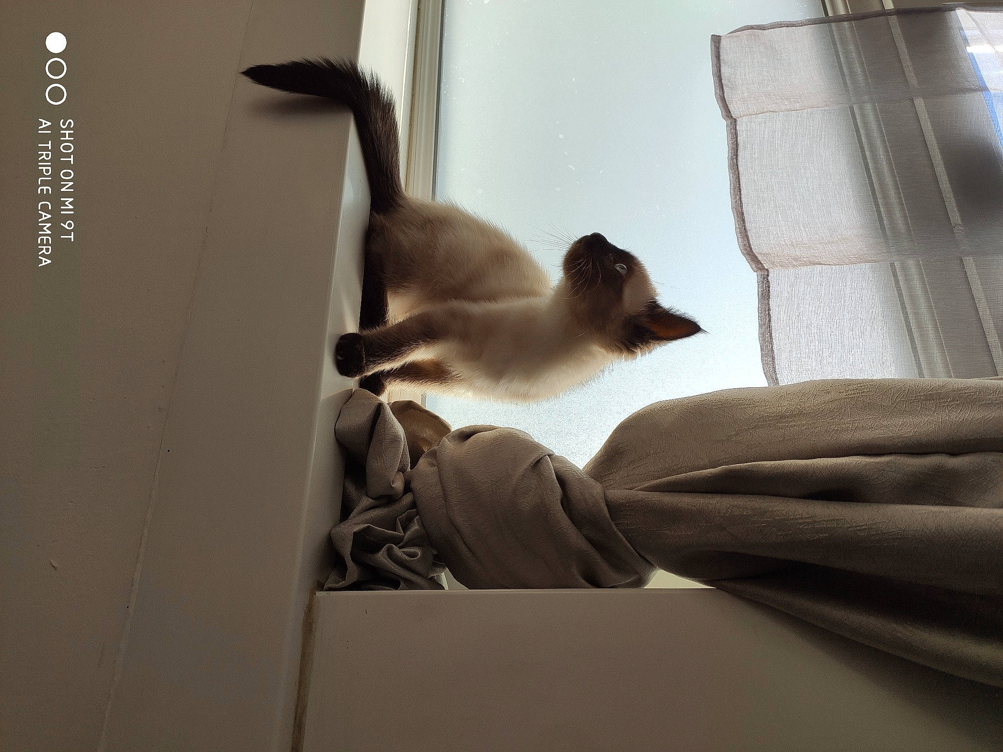 Ruby participe au concours pour gagner de l'argent avec cette photo : carnivore, cat, felidae, interior_design, kitten, room, siamese, small_to_medium_sized_cats, tail, whiskers