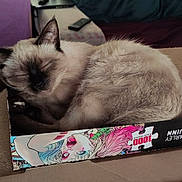 Ruby a rejoint le concours — aidez-le/la à gagner de superbes lots ! balinese, carnivore, cat, felidae, fur, siamese, small_to_medium_sized_cats, snout, thai, whiskers