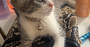 Blue a rejoint le concours — aidez-le/la à gagner de superbes lots ! kitten, cat, pet, animal, fur, purse, vanity, bottle, cosmetics, collar, bell, table, indoor, curious, claw, white_paws, gray_fur, looking_away, small, cute