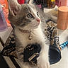 kitten, cat, pet, animal, fur, purse, vanity, bottle, cosmetics, collar, bell, table, indoor, curious, claw, white_paws, gray_fur, looking_away, small, cute