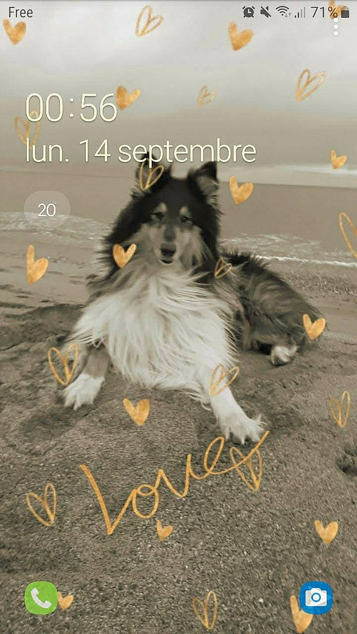 Hobby a rejoint le concours — aidez-le/la à gagner de superbes lots ! advertising, canidae, carnivore, collie, companion_dog, dog, dog_breed, font, grass, happy, herding_dog, landscape, paw, photo_caption, poster, publication, sporting_group, tail, terrestrial_animal, working_dog