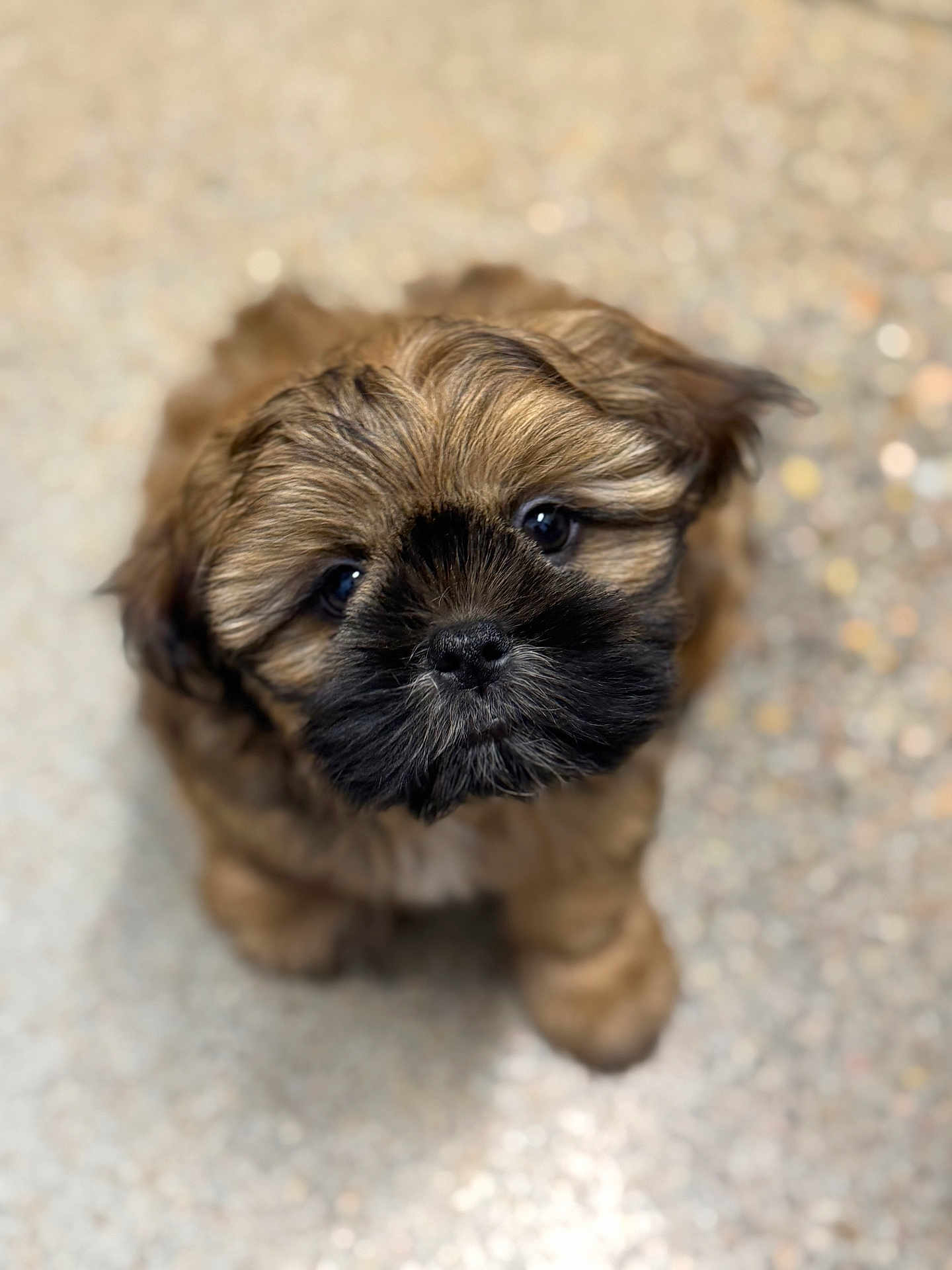 Rusty joined the competition — help win amazing prizes! puppy, dog, cute, fluffy, brown_fur, black_fur, pet, animal, looking_up, portrait, close_up, young_dog, indoor, floor, bokeh, fur_texture, adorable, small_dog, friendly, companion