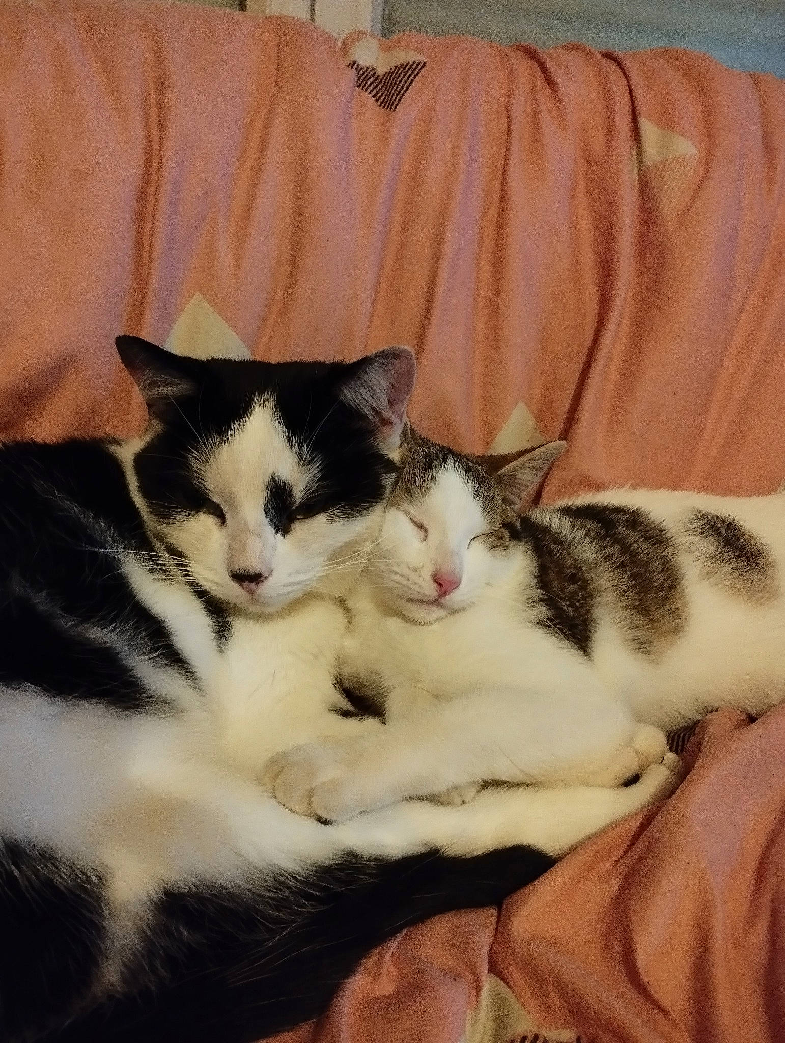 Tiki a rejoint le concours — aidez-le/la à gagner de superbes lots ! carnivore, cat, claw, comfort, domestic_short_haired_cat, felidae, fur, nap, paw, sleep, small_to_medium_sized_cats, snout, tail, whiskers