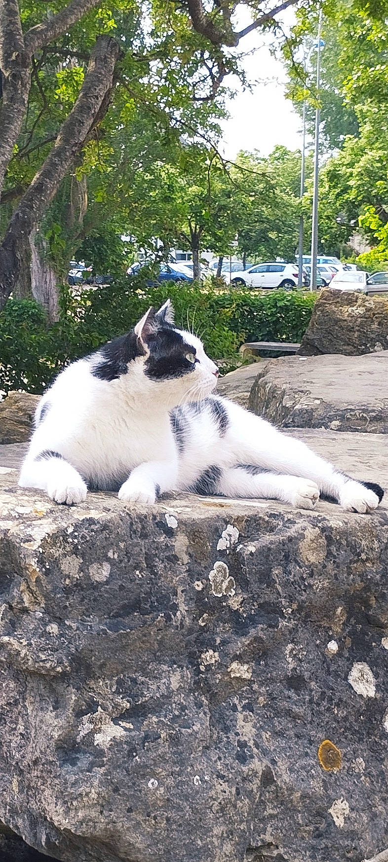 Tiki a rejoint le concours — aidez-le/la à gagner de superbes lots ! asphalt, car, carnivore, cat, domestic_short_haired_cat, felidae, fur, grass, plant, road_surface, sitting, sky, small_to_medium_sized_cats, snout, soil, tail, terrestrial_animal, tree, whiskers