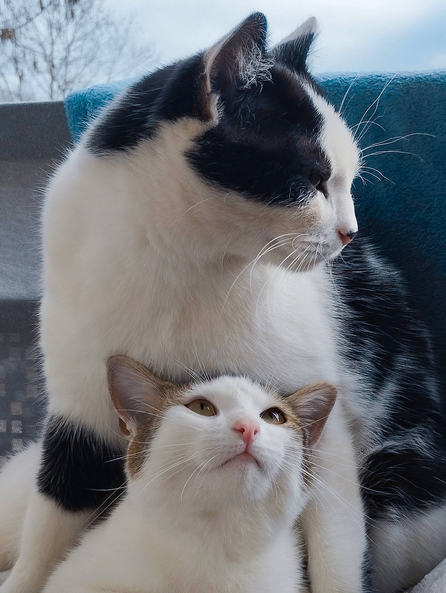 Tiki a rejoint le concours — aidez-le/la à gagner de superbes lots ! beauty, carnivore, cat, claw, comfort, domestic_short_haired_cat, felidae, fur, paw, pet_supply, sitting, sky, small_to_medium_sized_cats, snout, tail, tree, whiskers, white, window