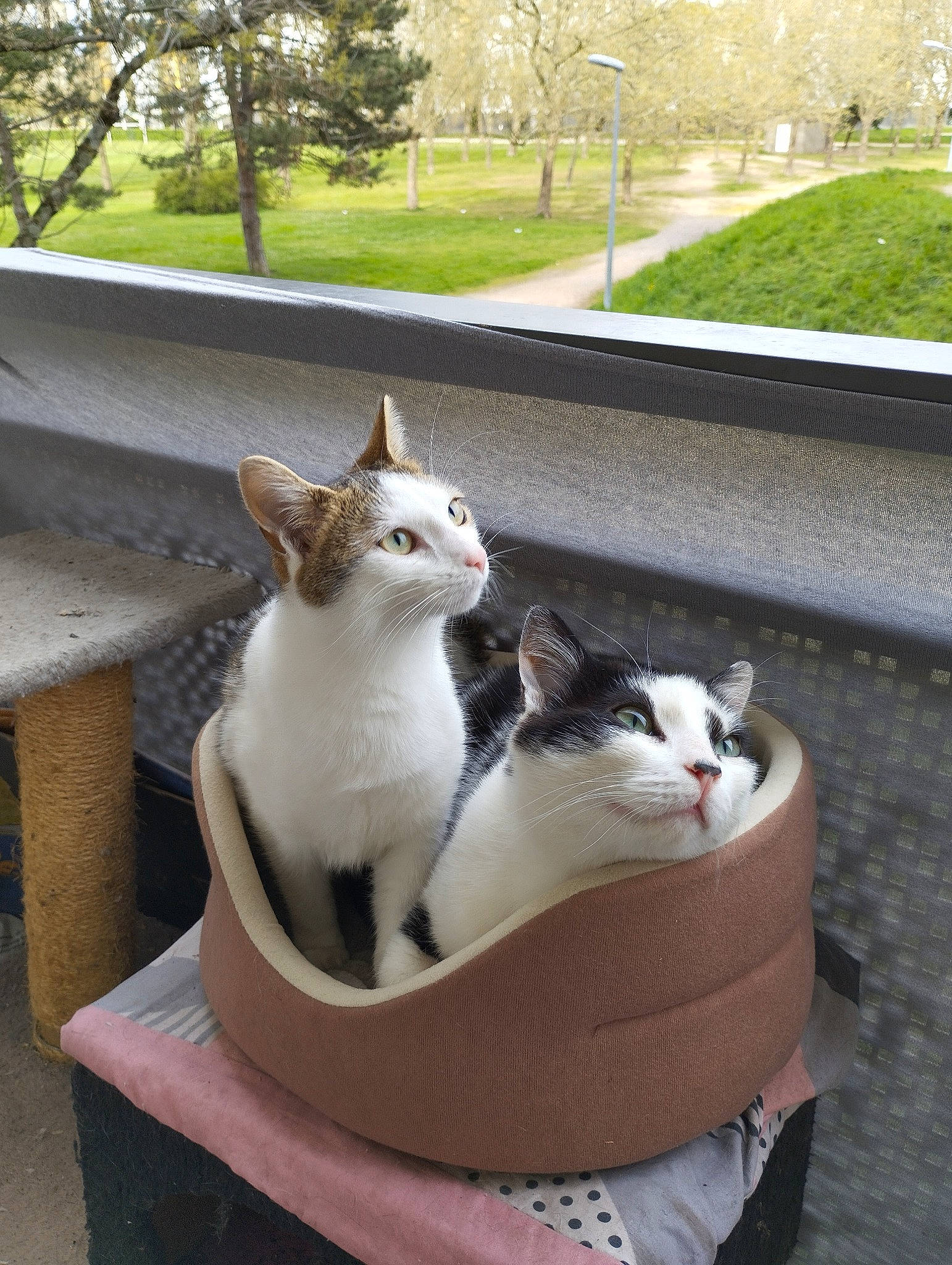 Tiki a rejoint le concours — aidez-le/la à gagner de superbes lots ! bench, box, carnivore, cat, comfort, domestic_short_haired_cat, felidae, fur, grass, mammal, outdoor_furniture, plant, sitting, small_to_medium_sized_cats, table, tail, tree, vertebrate, whiskers, wood