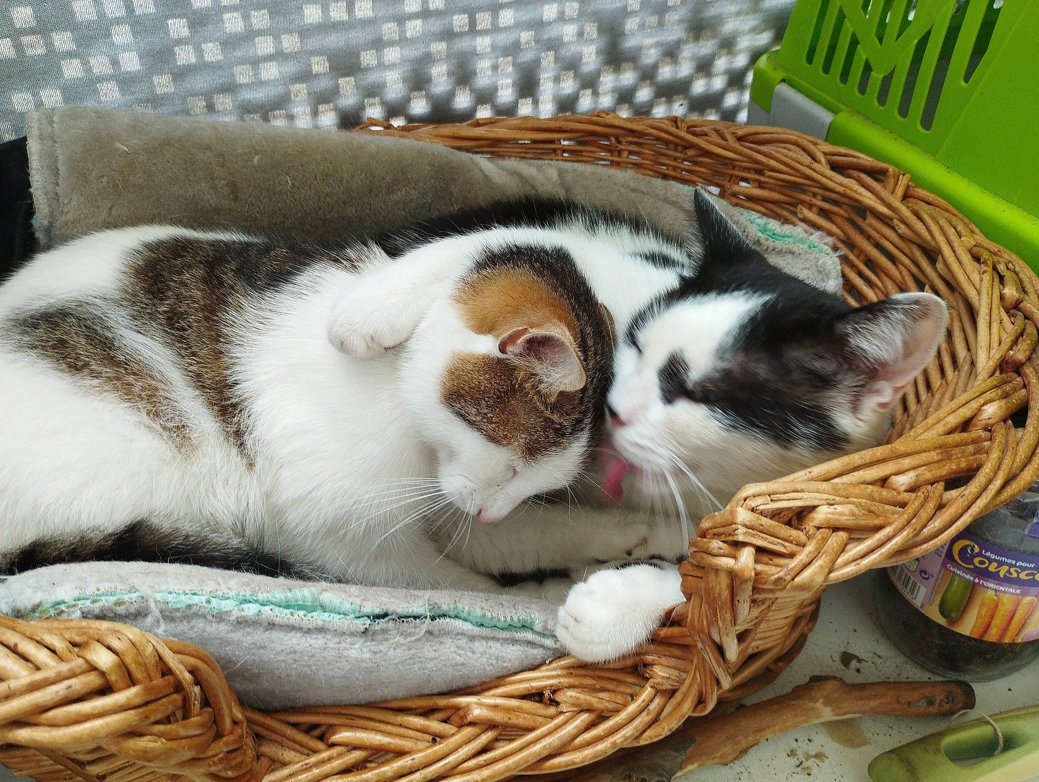 Tiki participe au concours pour gagner de l'argent avec cette photo : bag, basket, carnivore, cat, comfort, domestic_short_haired_cat, fawn, felidae, fur, grass, home_accessories, nap, paw, picnic_basket, small_to_medium_sized_cats, storage_basket, tail, whiskers, wicker, wood