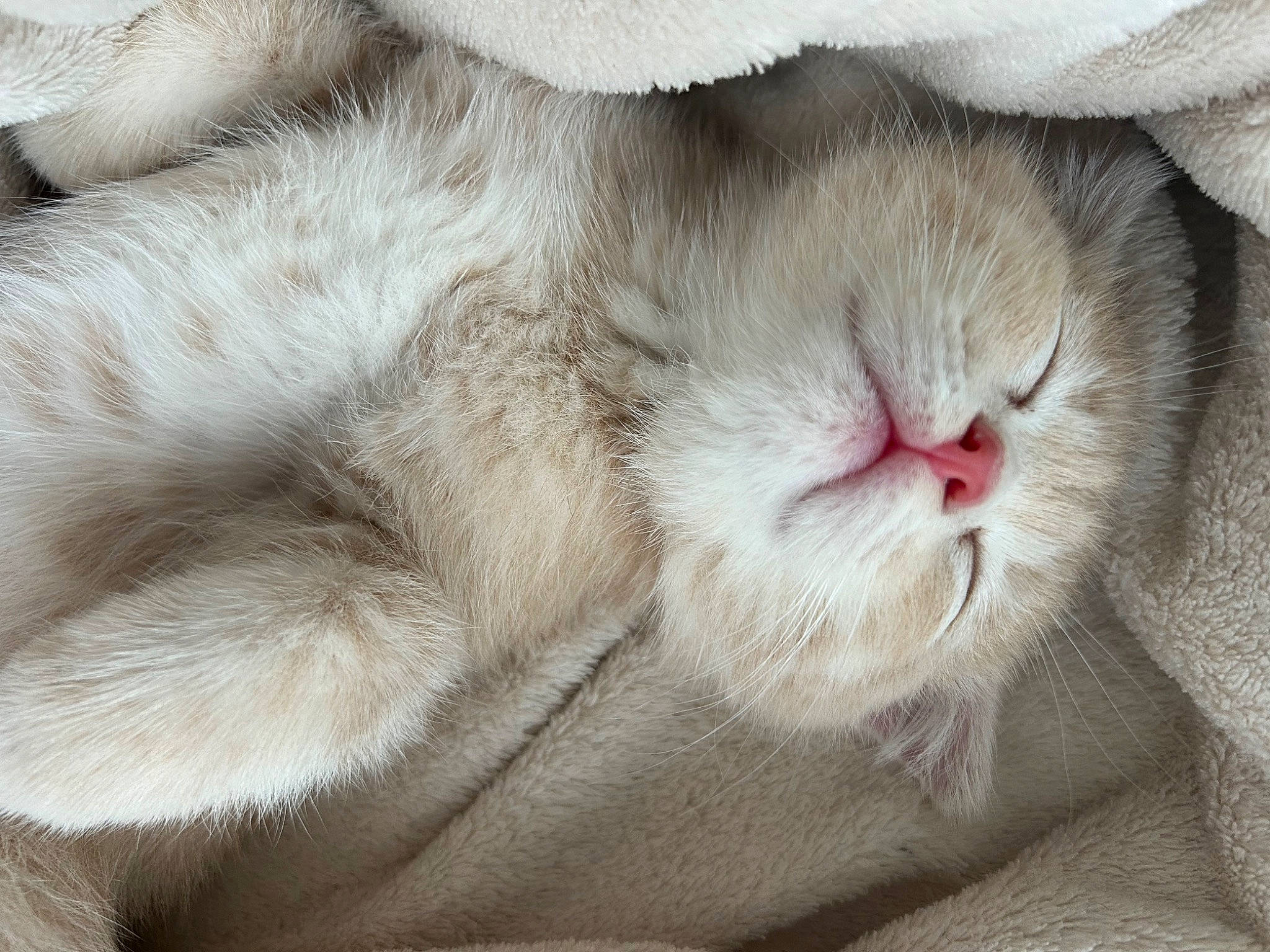 Bloom a rejoint le concours — aidez-le/la à gagner de superbes lots ! carnivore, cat, claw, close_up, comfort, domestic_short_haired_cat, fawn, felidae, foot, fur, nap, paw, sleep, small_to_medium_sized_cats, terrestrial_animal, whiskers, wrinkle