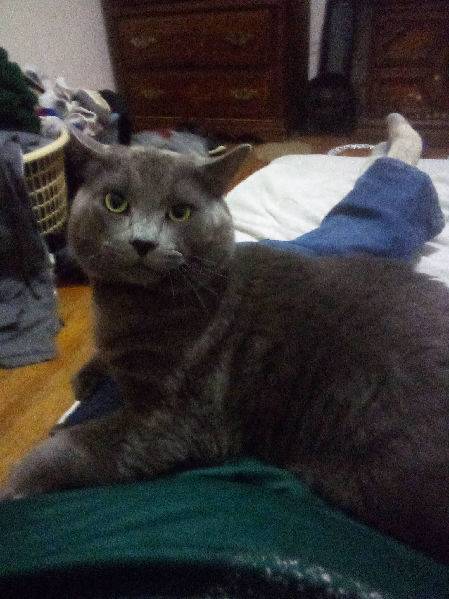 Houdini is registered to the contest to win money with this photo: carnivore, cat, cat_supply, comfort, domestic_short_haired_cat, felidae, fur, grey, russian_blue, small_to_medium_sized_cats, snout, tail, terrestrial_animal, whiskers, window