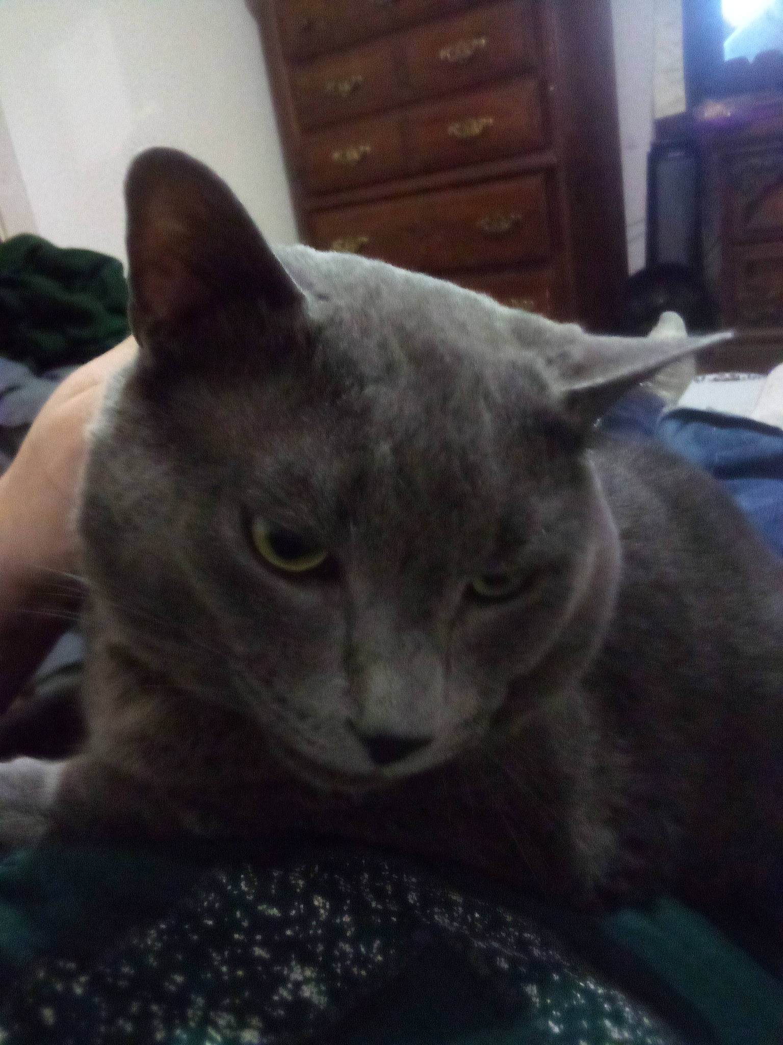 Houdini is registered to the contest to win money with this photo: cabinetry, carnivore, cat, comfort, domestic_short_haired_cat, felidae, fur, grey, russian_blue, small_to_medium_sized_cats, snout, television, terrestrial_animal, whiskers, window, wood