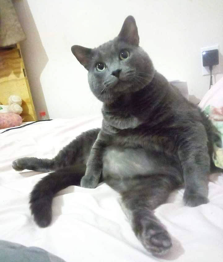 Houdini is registered to the contest to win money with this photo: black_cat, carnivore, cat, cat_supply, claw, comfort, domestic_short_haired_cat, eye, felidae, fur, grey, paw, russian_blue, sitting, small_to_medium_sized_cats, snout, tail, terrestrial_animal, whiskers, window