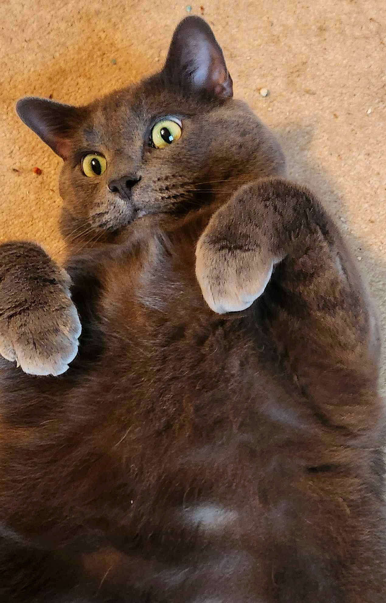 Houdini joined the competition — help win amazing prizes! carnivore, cat, domestic_short_haired_cat, felidae, fur, russian_blue, small_to_medium_sized_cats, tail, terrestrial_animal, whiskers