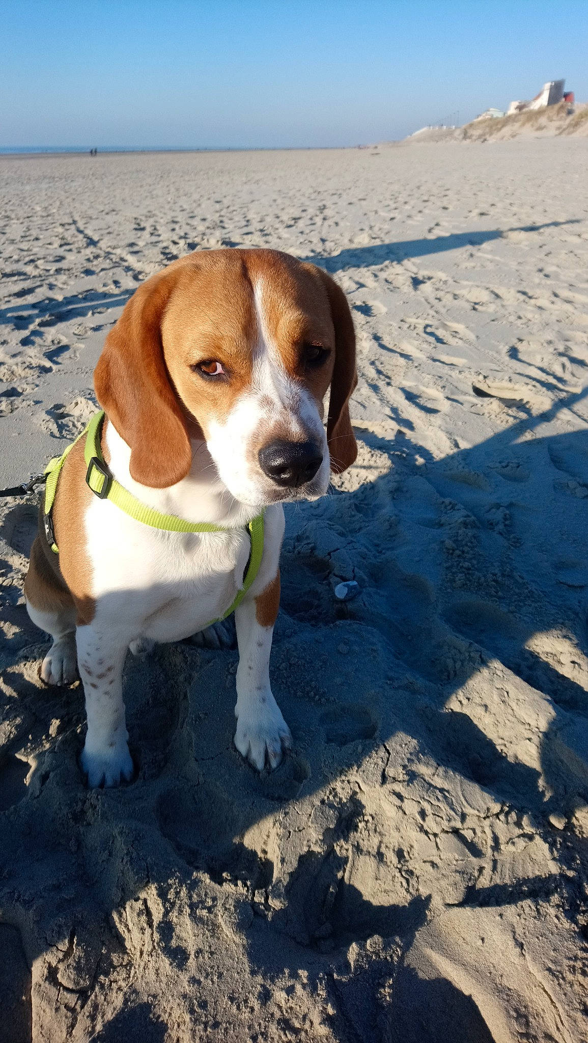 Nino a rejoint le concours — aidez-le/la à gagner de superbes lots ! american_foxhound, basset_artesien_normand, beagle, beagle_harrier, beaglier, canidae, carnivore, dog, dog_breed, drever, english_foxhound, estonian_hound, finnish_hound, grand_anglo_francais_tricolore, hamiltonstovare, harrier, mammal, pocket_beagle, serbian_tricolour_hound, vertebrate