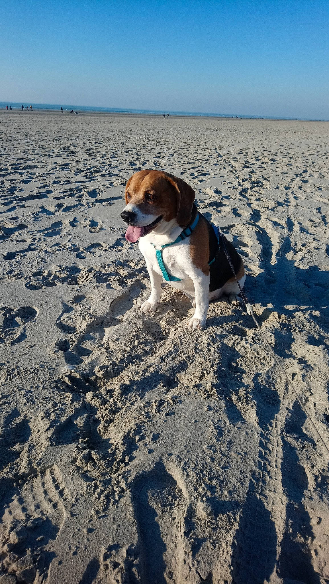 Louxor participe au concours pour gagner de l'argent avec cette photo : beach, beagle, canidae, carnivore, coast, companion_dog, danish_swedish_farmdog, dog, dog_breed, english_foxhound, estonian_hound, harrier, hunting_dog, jack_russell_terrier, ocean, pocket_beagle, russell_terrier, sand, sea, vacation