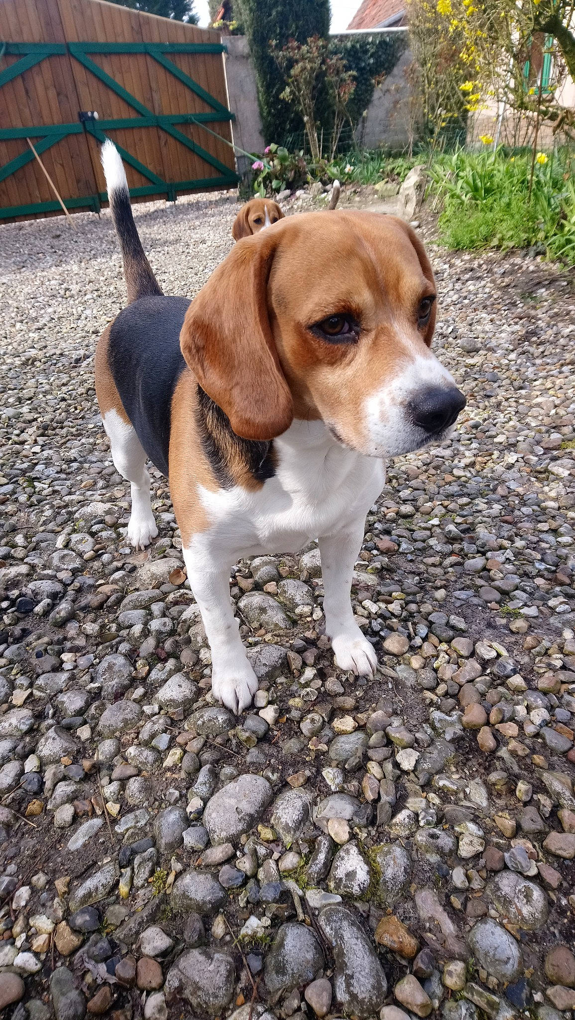 Louxor participe au concours pour gagner de l'argent avec cette photo : american_foxhound, beagle, beagle_harrier, beaglier, canidae, carnivore, companion_dog, dog, dog_breed, english_foxhound, estonian_hound, finnish_hound, grand_anglo_francais_tricolore, harrier, mammal, pocket_beagle, serbian_tricolour_hound, snout, treeing_walker_coonhound, vertebrate