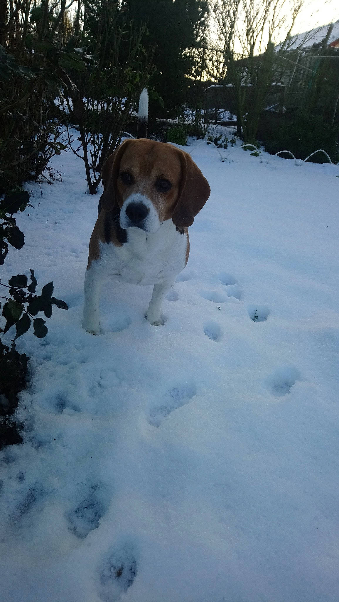 Louxor a rejoint le concours — aidez-le/la à gagner de superbes lots ! beagle, beaglier, canidae, carnivore, dog, dog_breed, estonian_hound, fawn, halden_hound, harrier, hound, hunting_dog, hygenhund, mammal, rare_breed_dog, serbian_tricolour_hound, snow, sporting_group, treeing_walker_coonhound, vertebrate