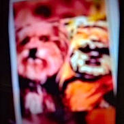 Lexi joined the competition — help win amazing prizes! blurry, dog, orange_clothing, dark_background, indoor, pet, two_animals, out_of_focus, photo_of_photo, animal_portrait, unfocused, low_quality, furry, companion, friendship, cute, indistinct, colorful, portrait, animal