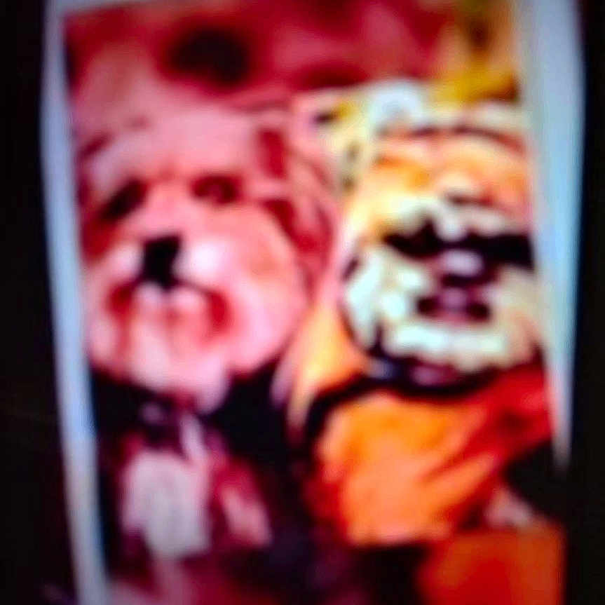 Lexi joined the competition — help win amazing prizes! blurry, dog, orange_clothing, dark_background, indoor, pet, two_animals, out_of_focus, photo_of_photo, animal_portrait, unfocused, low_quality, furry, companion, friendship, cute, indistinct, colorful, portrait, animal