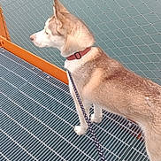 Sativa is registered to the contest to win money with this photo: dog, husky, pet, leash, collar, bridge, metal_grate, water, fence, chainlink, outdoor, side_profile, standing, paws, railing, rope_leash, canine, portrait, curious, walking_surface
