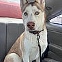 Sativa is registered to the contest to win money with this photo: dog, husky, blue_eyes, car_interior, backseat, leash, collar, portrait, pet, canine, sitting, fur, closeup, ears_up, nose, seat, window, domestic_animal, alert, cute