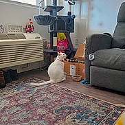 Cocaina is registered to the contest to win money with this photo: cat, white_cat, cat_tree, cardboard_box, rug, couch, armchair, food_bowl, pet_food, window, air_conditioner, plush_toy, doll, hardwood_floor, living_room, indoor, cat_collar, carpet, shoes, decor