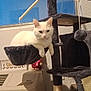 cat, white_cat, cat_tree, hammock, indoor, window, toy, air_conditioner, furniture, paws, whiskers, relaxed, pet, plush, vertical_photo, home_interior, looking_at_camera, sitting, cozy, fabric