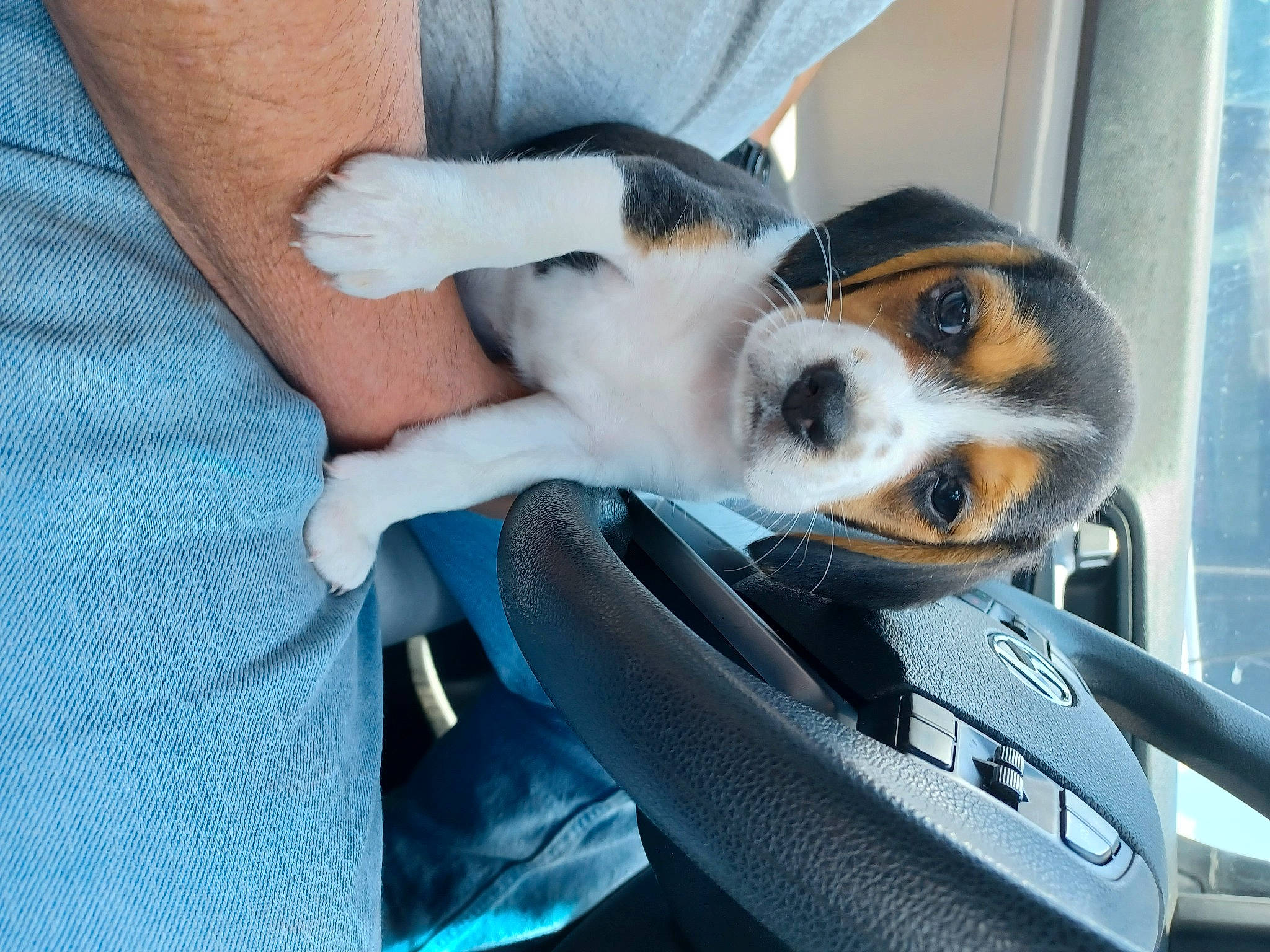 Jolene joined the competition — help win amazing prizes! auto_part, automotive_exterior, canidae, car_seat, carnivore, comfort, companion_dog, dog, dog_breed, fur, motor_vehicle, personal_protective_equipment, snout, steering_wheel, stuffed_toy, toy, toy_dog, vehicle_door, whiskers, windshield