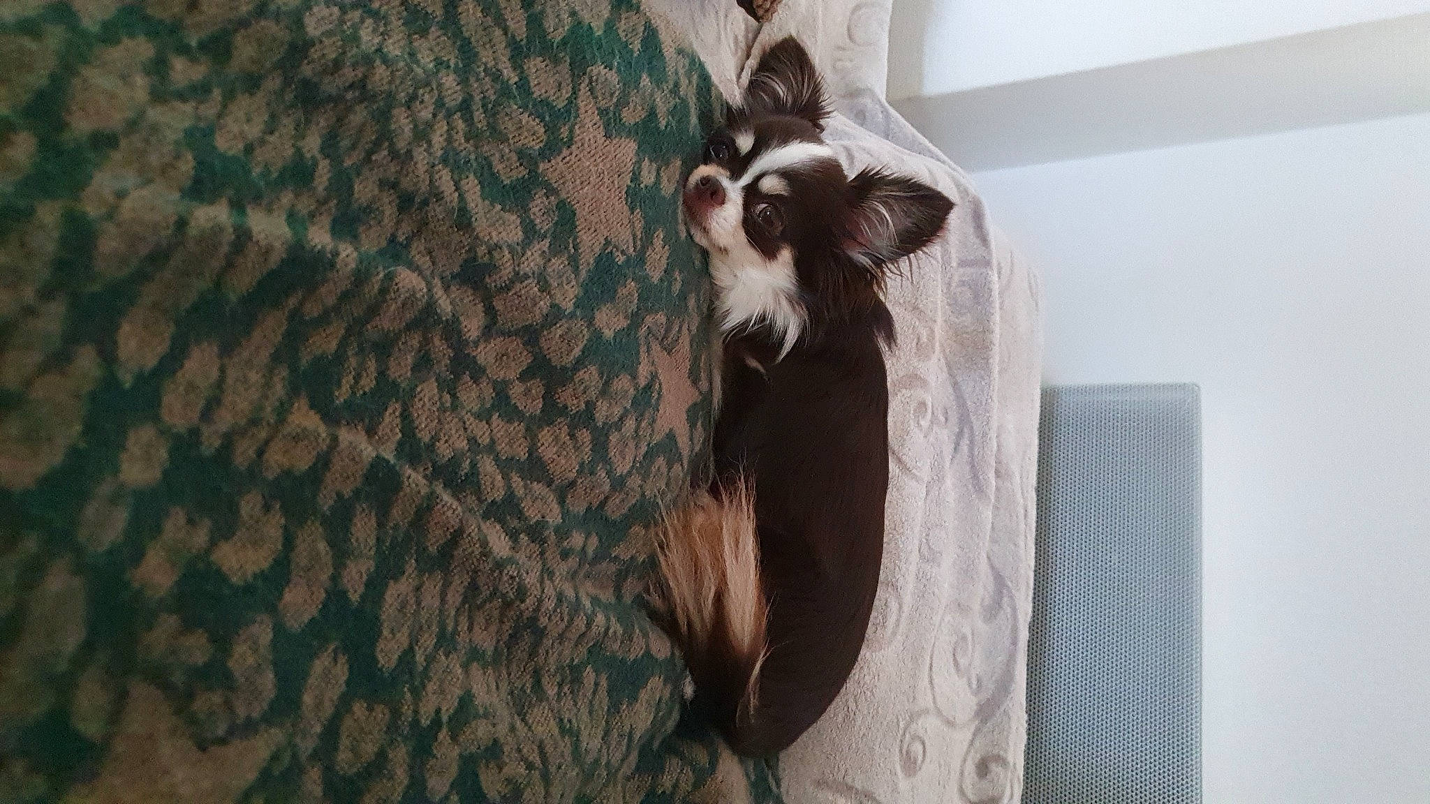 Lyndsy a rejoint le concours — aidez-le/la à gagner de superbes lots ! canidae, carnivore, comfort, companion_dog, dog, dog_breed, dog_supply, dress, fawn, felidae, flooring, formal_wear, grey, long_hair, small_to_medium_sized_cats, snout, sporting_group, tail, whiskers, wood