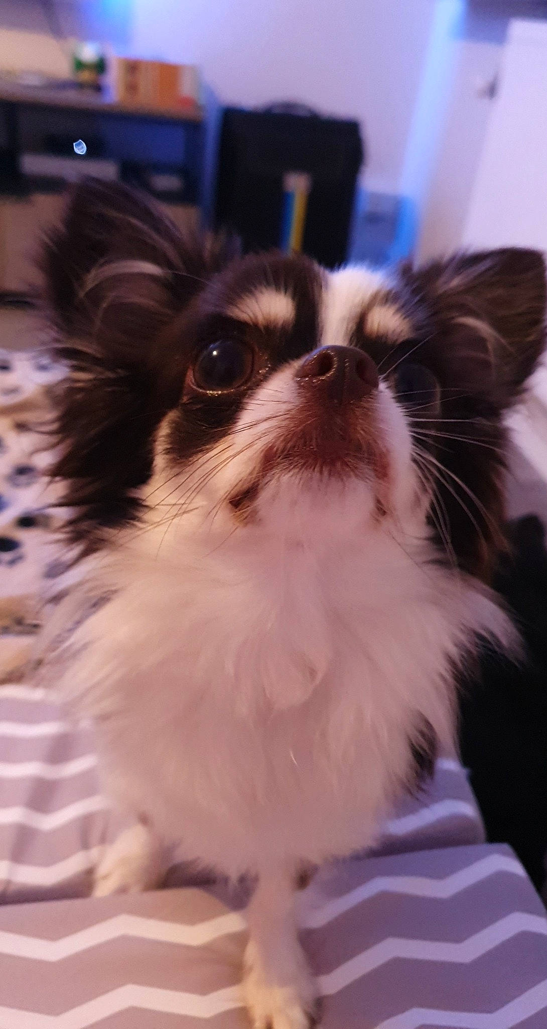 Lyndsy participe au concours pour gagner de l'argent avec cette photo : carnivore, cat, companion_dog, dog, dog_breed, eye, eyewear, fawn, felidae, fur, hair, human_body, iris, papillon, small_to_medium_sized_cats, snout, tail, toy_dog, whiskers, working_animal