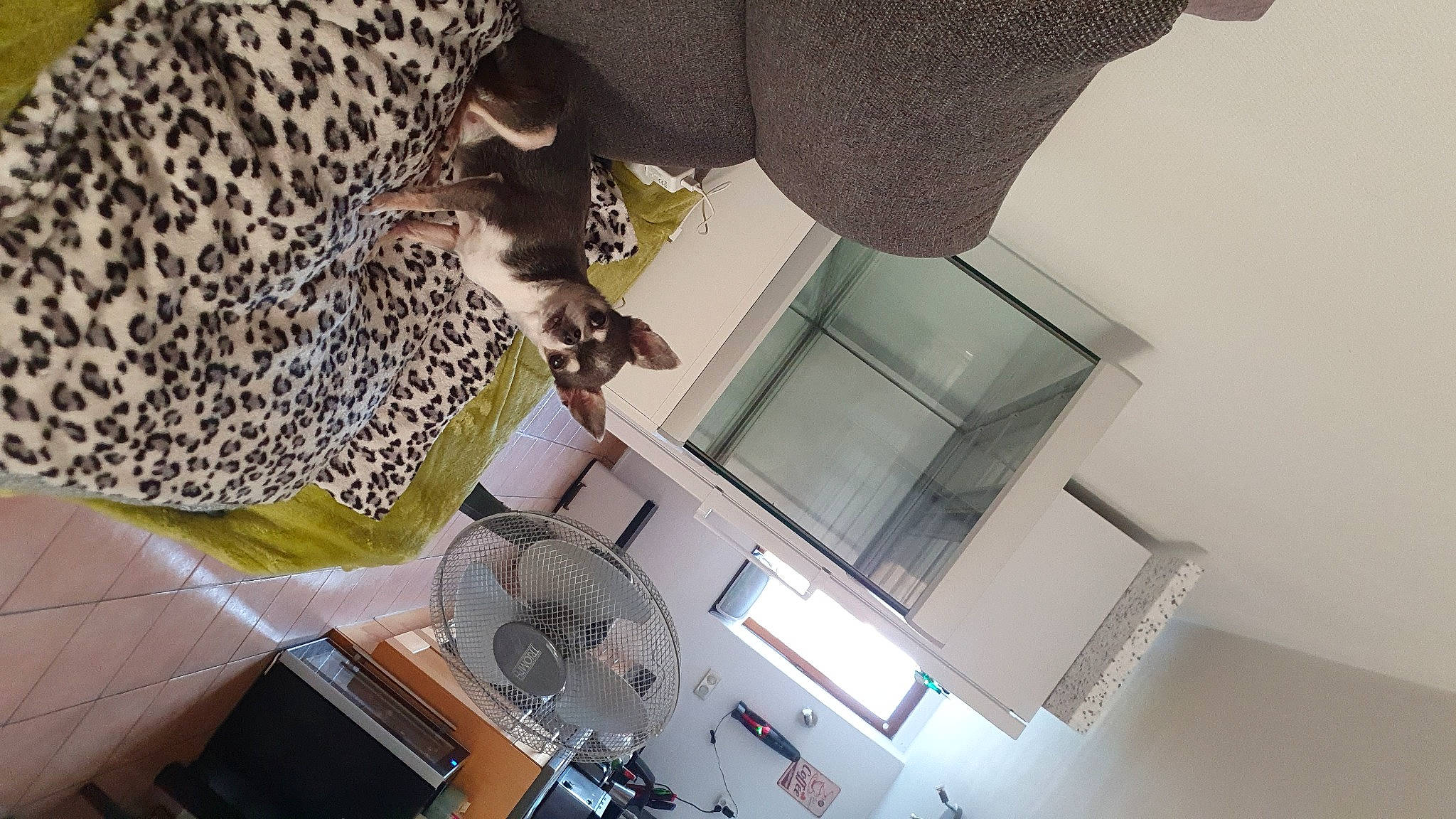 Isobel participe au concours pour gagner de l'argent avec cette photo : building, cat, ceiling, comfort, curtain, eyewear, felidae, floor, flooring, fur, machine, pattern, room, small_to_medium_sized_cats, table