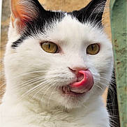 Zaza participe au concours pour gagner de l'argent avec cette photo : cat, close_up, white_fur, black_markings, tongue_out, licking, yellow_eyes, whiskers, pet, animal, cute, playful, face, fur, outdoor, portrait, mammal, feline, expression, cheeky