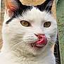 cat, close_up, white_fur, black_markings, tongue_out, licking, yellow_eyes, whiskers, pet, animal, cute, playful, face, fur, outdoor, portrait, mammal, feline, expression, cheeky