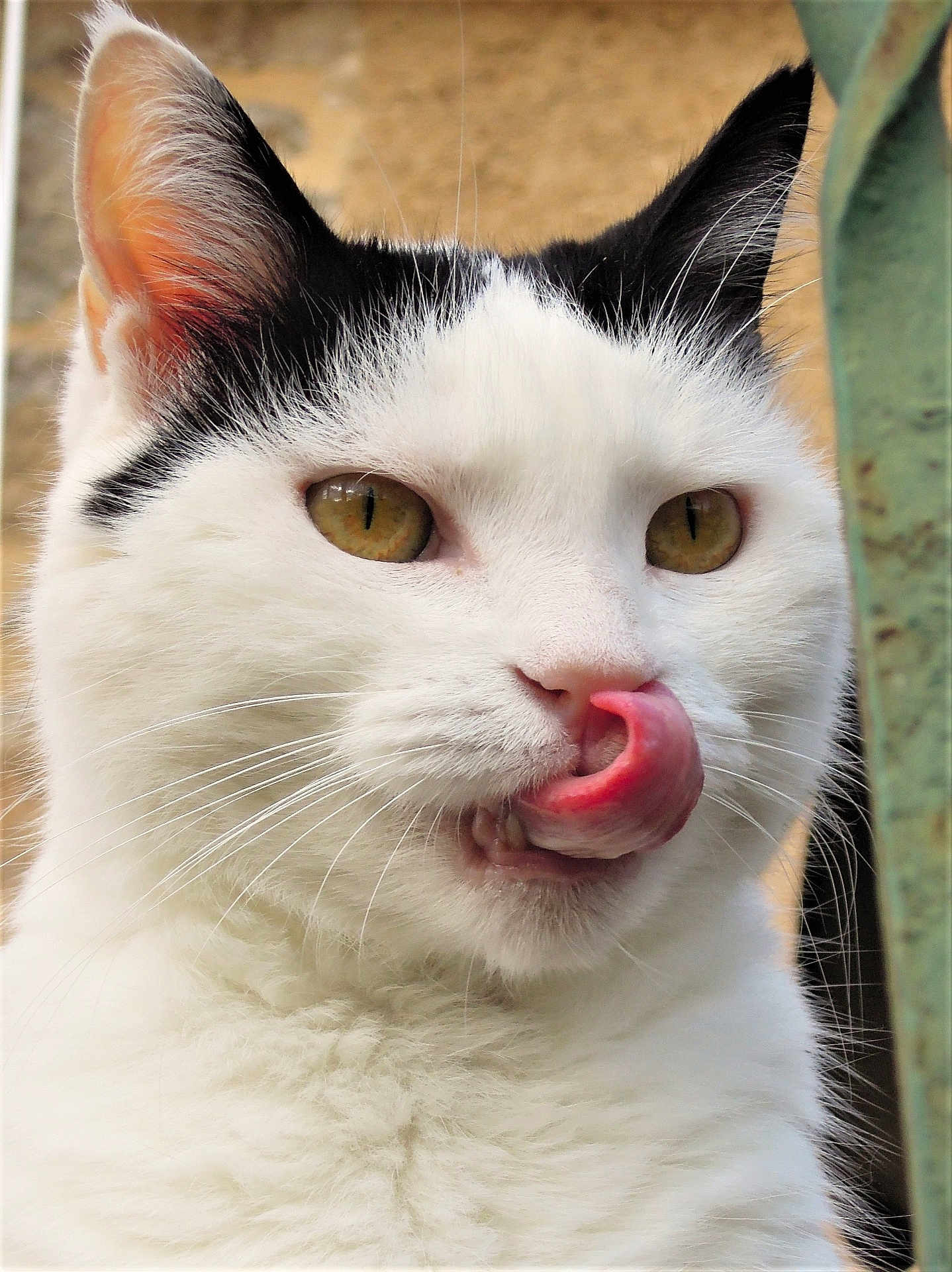 Zaza participe au concours pour gagner de l'argent avec cette photo : cat, close_up, white_fur, black_markings, tongue_out, licking, yellow_eyes, whiskers, pet, animal, cute, playful, face, fur, outdoor, portrait, mammal, feline, expression, cheeky