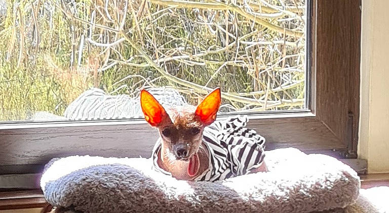 Froufrouh a rejoint le concours — aidez-le/la à gagner de superbes lots ! canidae, carnivore, comfort, dog_breed, fawn, fur, liver, livestock, mammal, plant, snout, sporting_group, tail, terrestrial_animal, twig, whiskers, wildlife, window, winter, wood