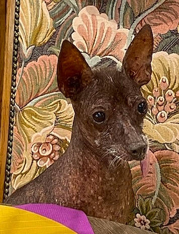 Froufrouh participe au concours pour gagner de l'argent avec cette photo : ancient_dog_breeds, art, canidae, deer, drawing, event, fawn, illustration, liver, paint, painting, pattern, picture_frame, rectangle, snout, terrestrial_animal, visual_arts, working_animal