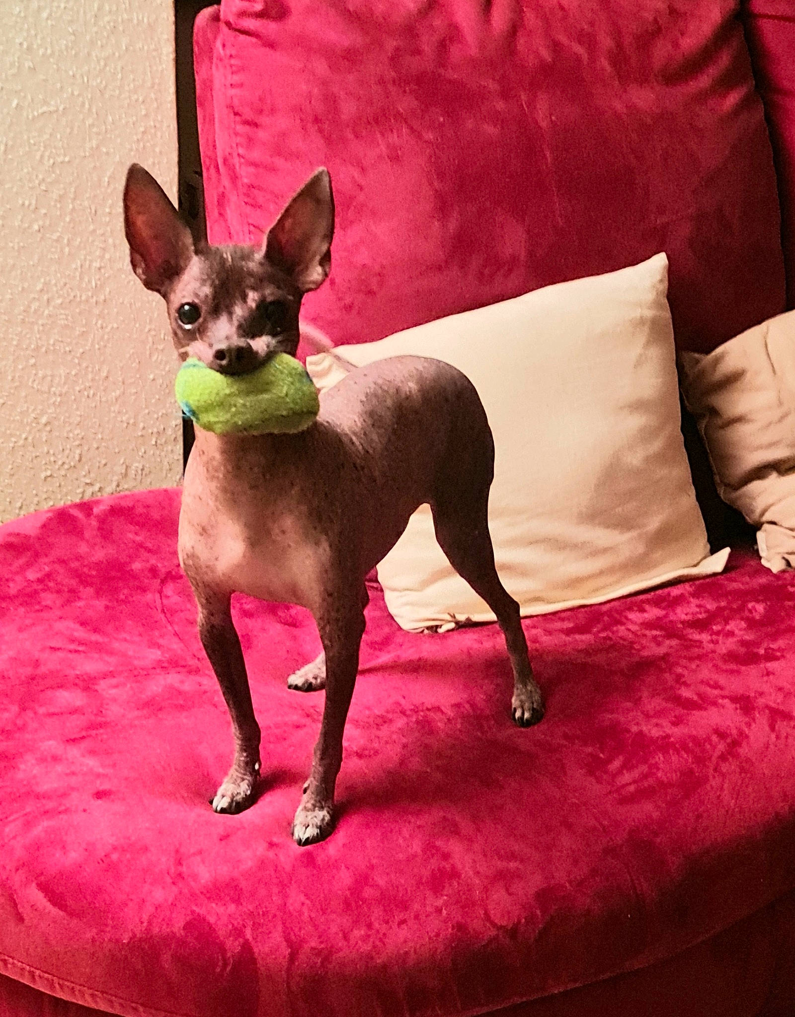 Froufrouh a rejoint le concours — aidez-le/la à gagner de superbes lots ! canidae, carnivore, chihuahua, comfort, companion_dog, dog, dog_breed, dog_supply, fawn, linens, liver, magenta, pillow, pink, prazsky_krysarik, snout, terrestrial_animal, toy_dog, whiskers, working_animal