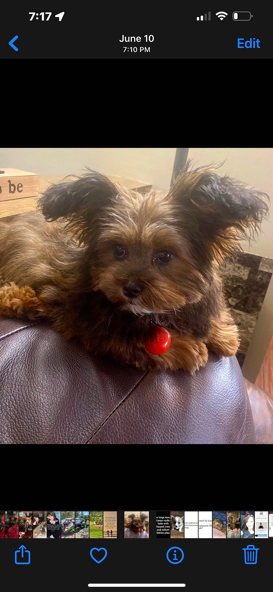 Charlee joined the competition — help win amazing prizes! biewer_terrier, canidae, carnivore, companion_dog, dog, dog_breed, dog_supply, fawn, fur, liver, maltepoo, pet_supply, puppy_love, small_terrier, sporting_group, terrier, toy_dog, working_animal, yorkipoo, yorkshire_terrier