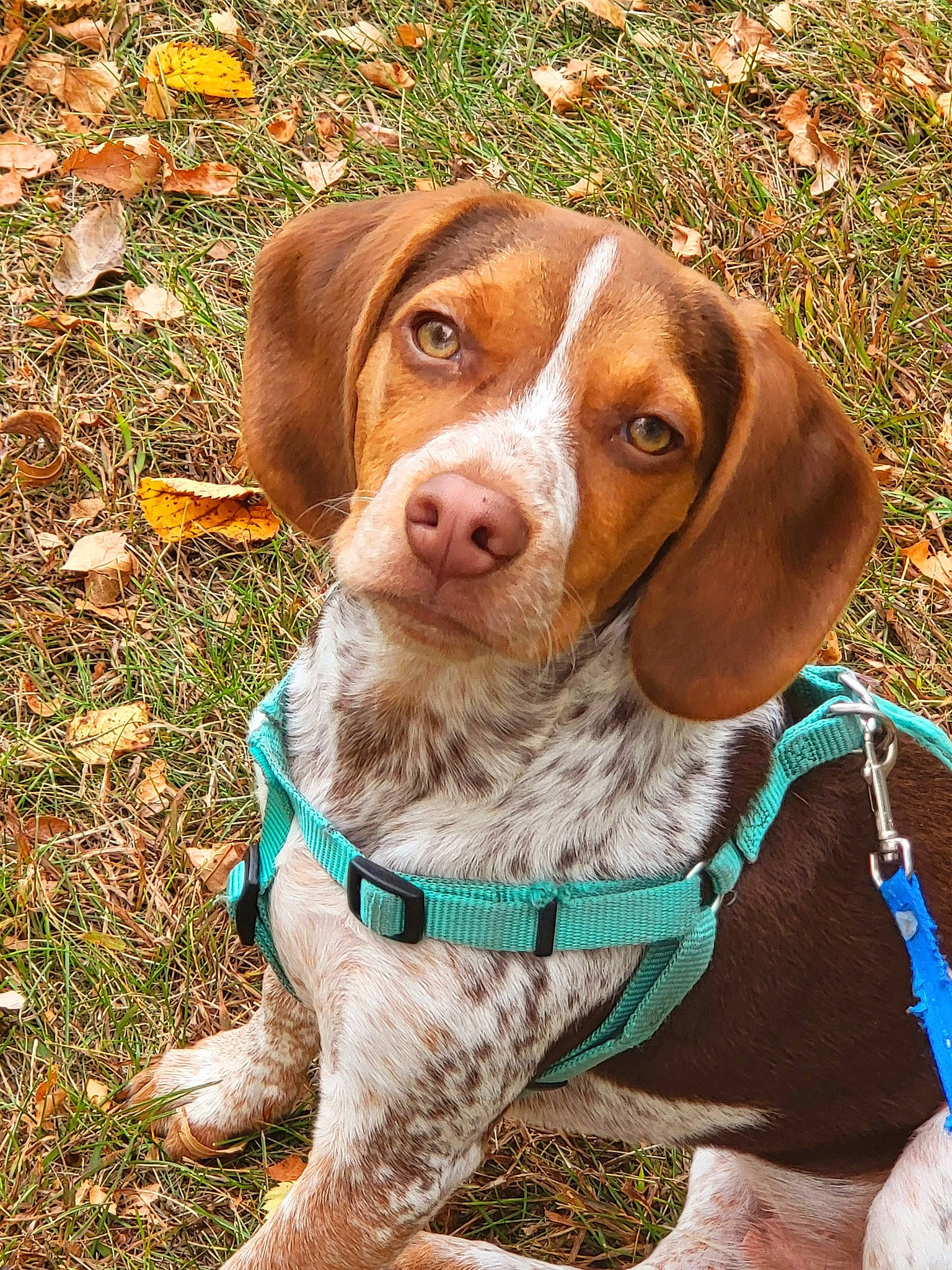 Earl is registered to the contest to win money with this photo: canidae, carnivore, collar, companion_dog, dog, dog_breed, dog_collar, fawn, fur, grass, gun_dog, hound, hunting_dog, liver, plant, snout, sporting_group, working_animal