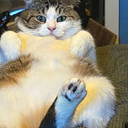 Millie joined the competition — help win amazing prizes! cat, feline, pet, animal, fur, paw, relaxed, indoor, cozy, blanket, resting, cute, whiskers, tabby, pink_nose, blue_eyes, fluffy, close_up, sitting, chubby