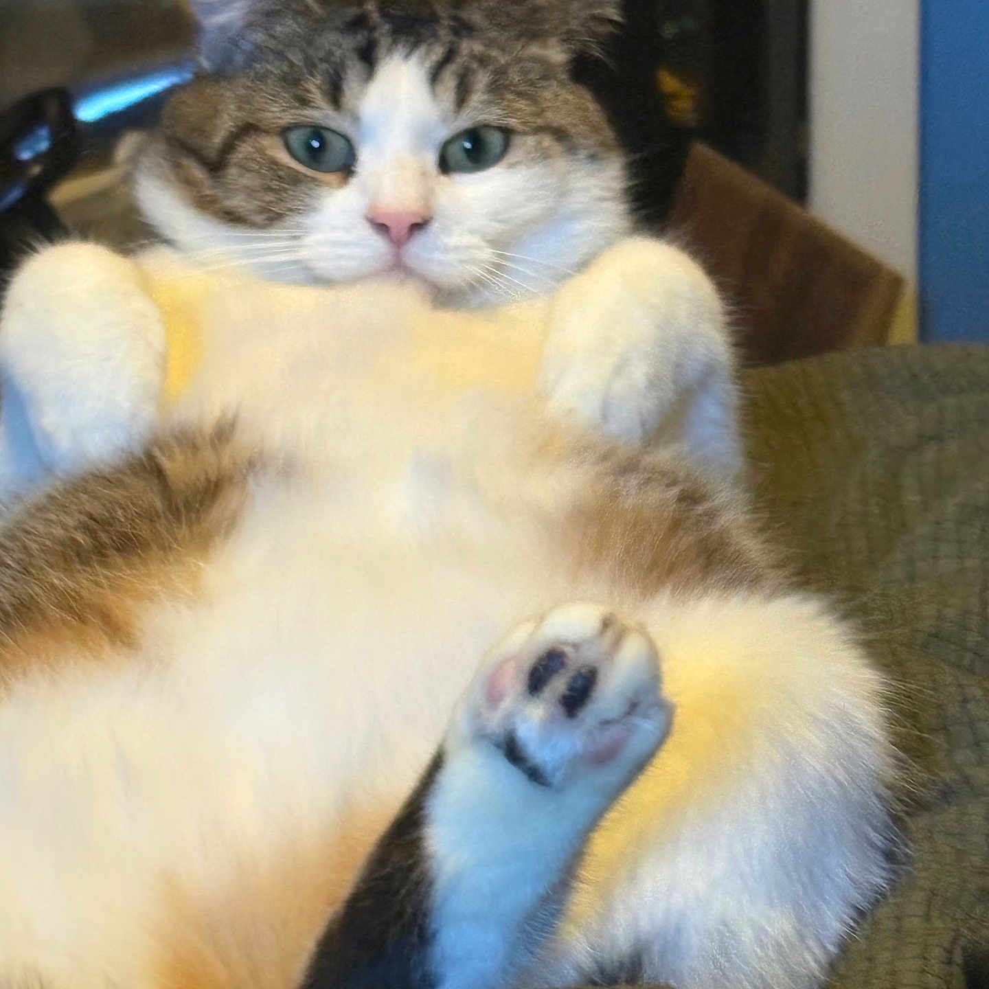 Millie joined the competition — help win amazing prizes! cat, feline, pet, animal, fur, paw, relaxed, indoor, cozy, blanket, resting, cute, whiskers, tabby, pink_nose, blue_eyes, fluffy, close_up, sitting, chubby