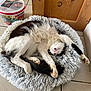 Moustache a rejoint le concours — aidez-le/la à gagner de superbes lots ! animal, bed, black_and_white, cards, cat, cozy, cute, door, funny_pose, furry, indoor, paw, pet, popcorn_bucket, relaxed, resting, sleeping, tail, tile_floor, wooden