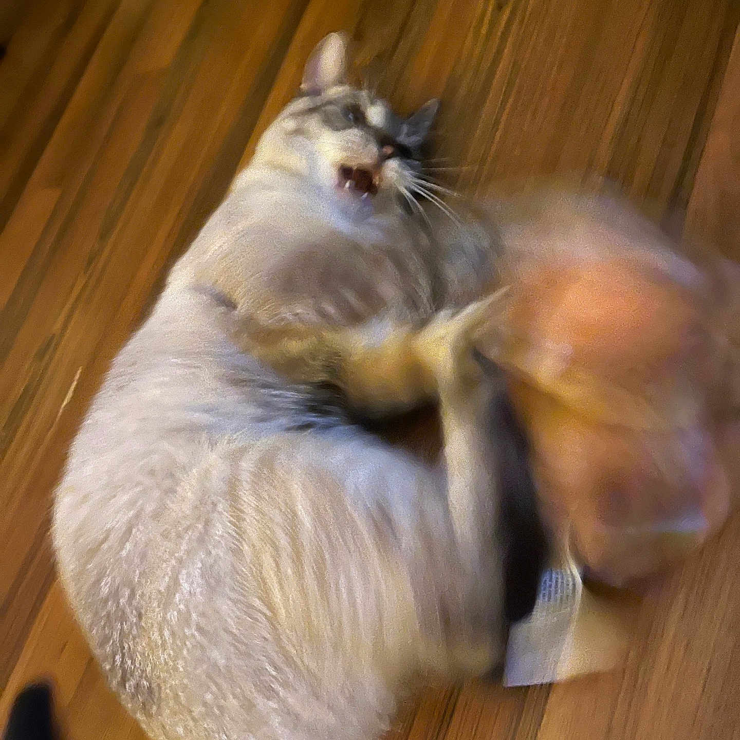 Snow is registered to the contest to win money with this photo: active, animal, cat, closeup, cute, domestic_cat, expression, feline, fur, indoor, mammal, motion_blur, paw, pet, playing, tabby, tail, toy, whiskers, wooden_floor